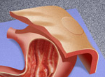 Torso Pelvis